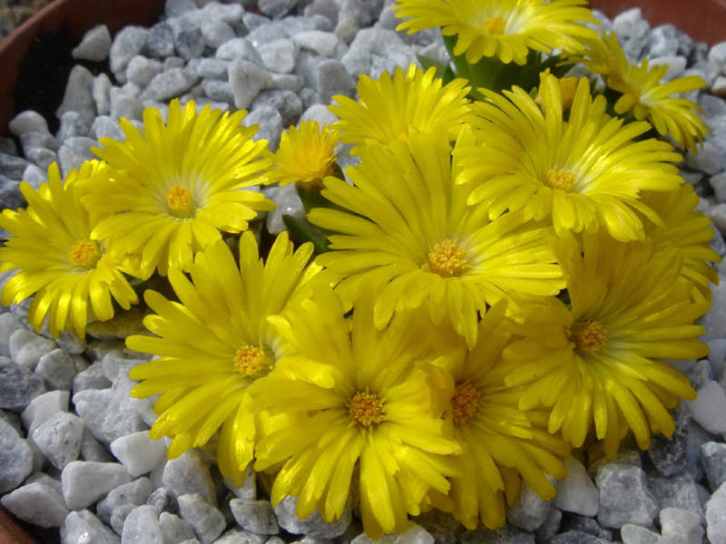 Delosperma congestum 'Gold Nugget' (Gold Nugget Ice Plant) (alternate view 4)