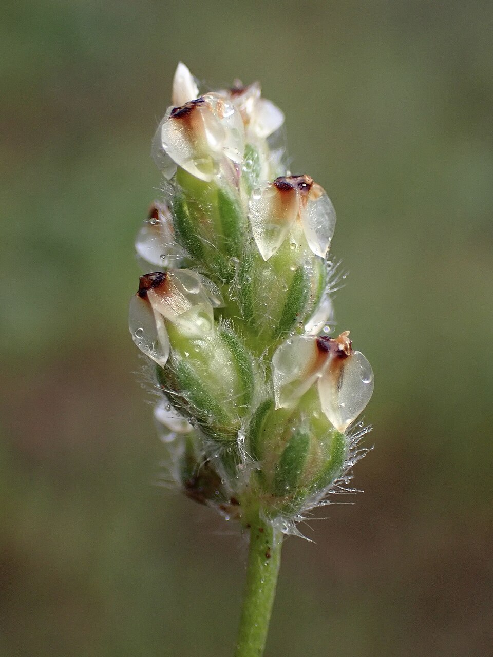 Plantago erecta (dot-seed plantain) (alternate view 7)