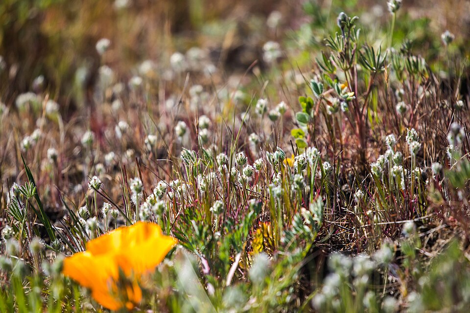 Plantago erecta (dot-seed plantain) (alternate view 8)