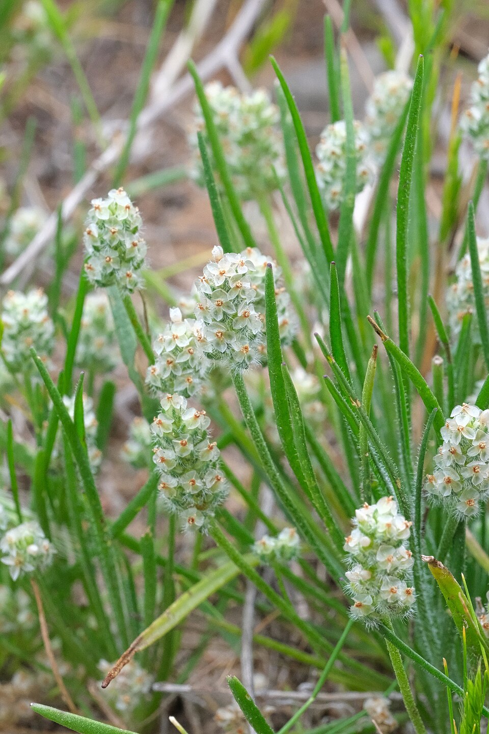 Plantago erecta (dot-seed plantain) (alternate view 9)