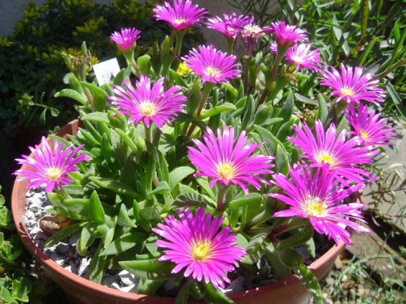Delosperma sutherlandii (Sutherland's Ice Plant) (alternate view 6)