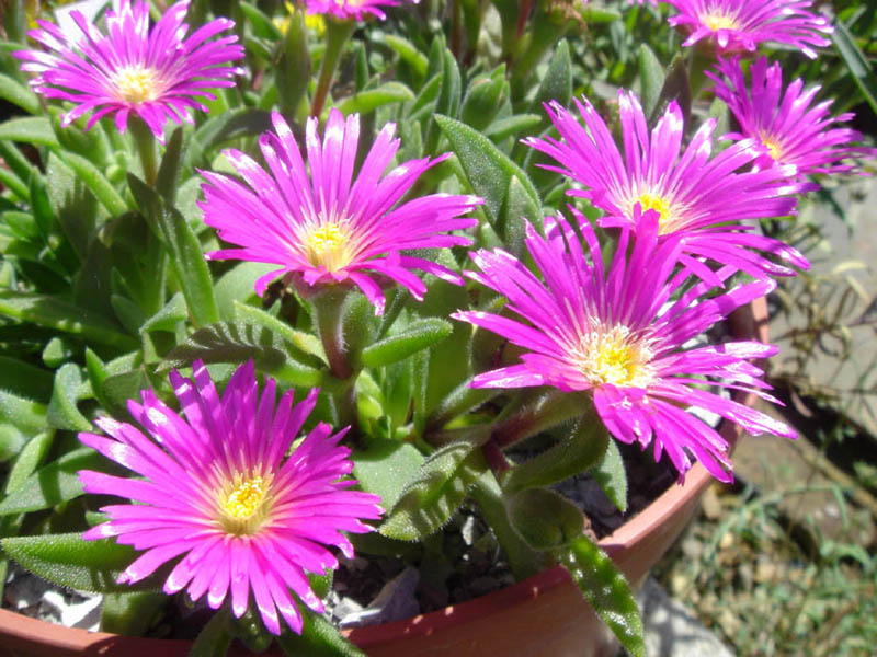 Delosperma sutherlandii (Sutherland's Ice Plant) (alternate view 7)