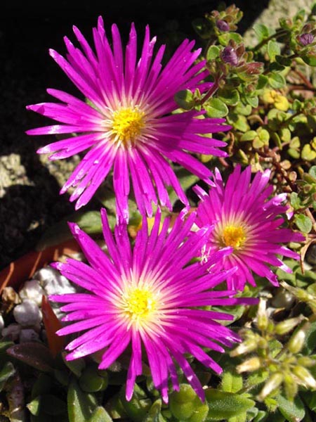 Delosperma sutherlandii (Sutherland's Ice Plant) (alternate view 8)