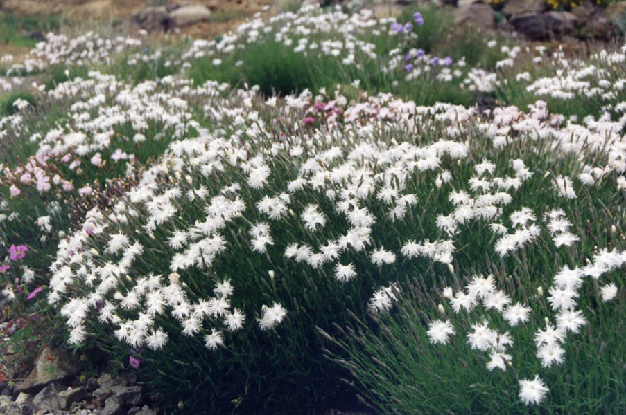 Dianthus arenarius (sand pink) (alternate view 7)