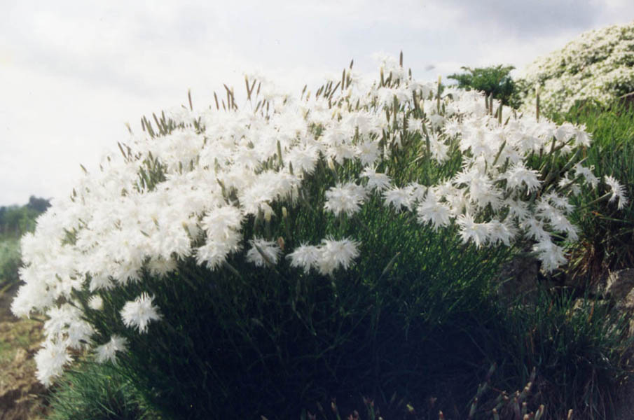 Dianthus arenarius (sand pink) (alternate view 8)