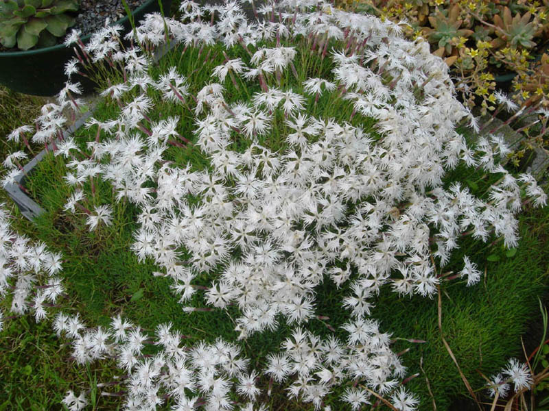 Dianthus arenarius (sand pink) (alternate view 9)