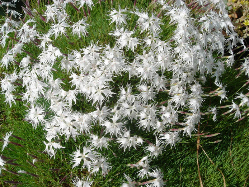 Dianthus arenarius (sand pink) (alternate view 10)