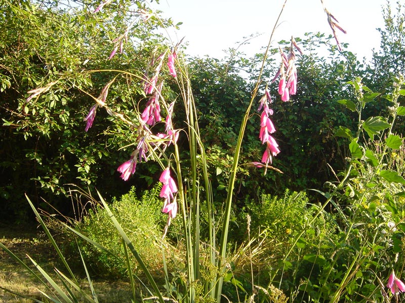 Dierama pulcherrimum (Angel's Fishing Rod) (alternate view 6)