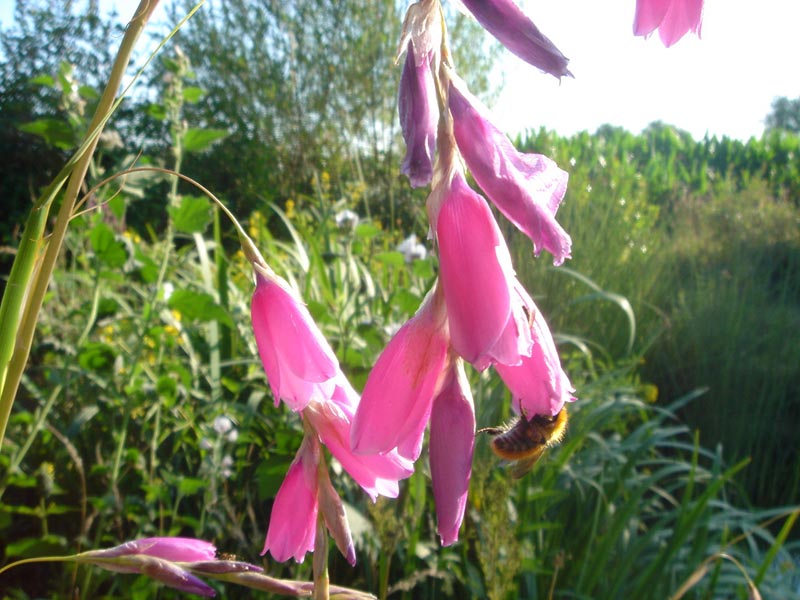 Dierama pulcherrimum (Angel's Fishing Rod) (alternate view 7)