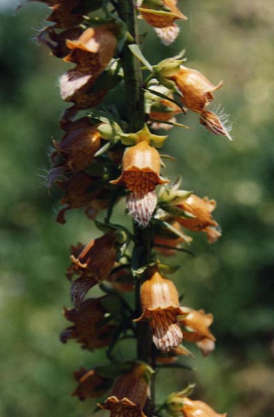 Digitalis laevigata (Grecian Foxglove) (alternate view 8)