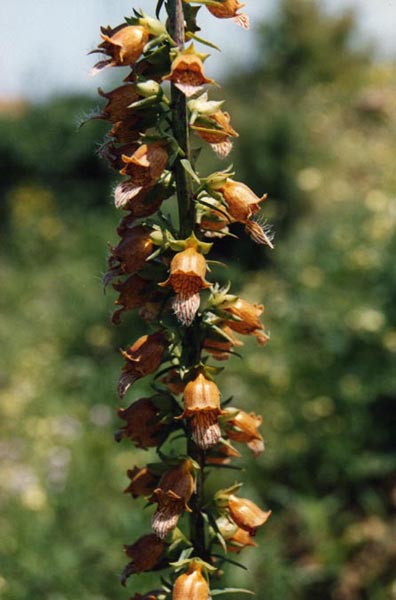 Digitalis laevigata (Grecian Foxglove) (alternate view 9)