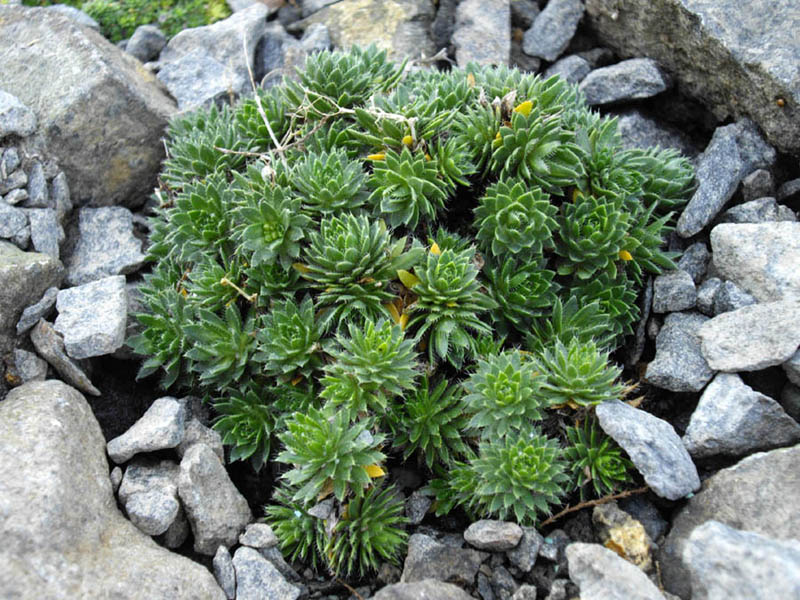 Draba aizoides (Yellow Whitlow Grass) (alternate view 7)