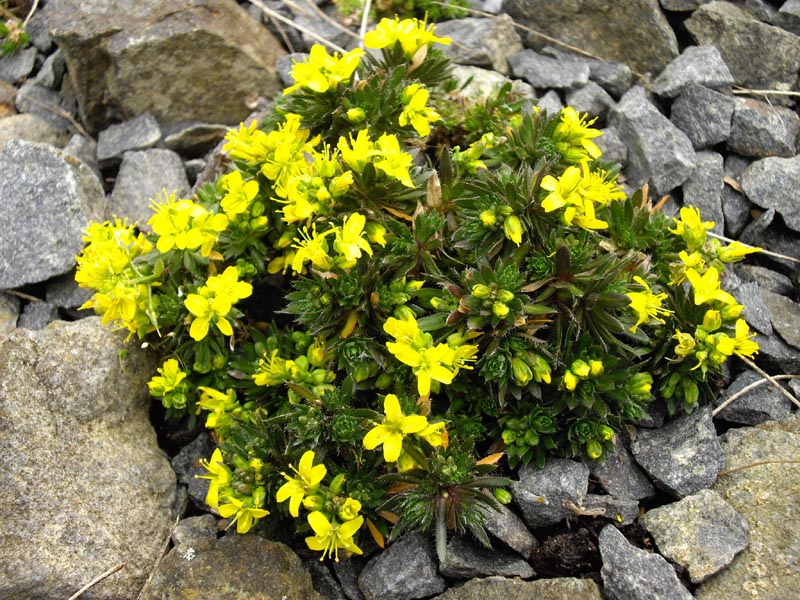 Draba aizoides (Yellow Whitlow Grass) (alternate view 8)