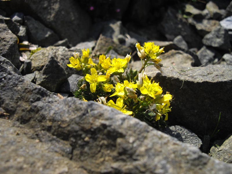 Draba aizoides (Yellow Whitlow Grass) (alternate view 9)