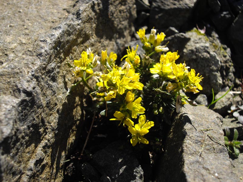 Draba aizoides (Yellow Whitlow Grass) (alternate view 10)