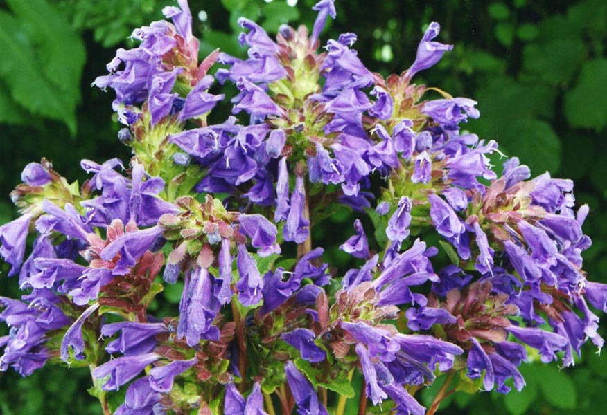 Dracocephalum grandiflorum (Large-flowered Dragonhead) (alternate view 7)