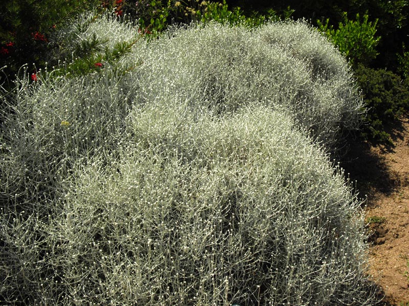Leucophyta brownii (Cushion Bush) (alternate view 7)