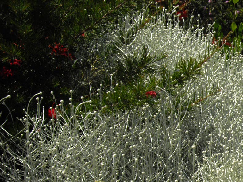 Leucophyta brownii (Cushion Bush) (alternate view 8)