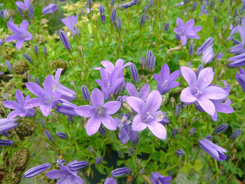Campanula portenschlagiana (Dalmatian Bellflower) (alternate view 10)