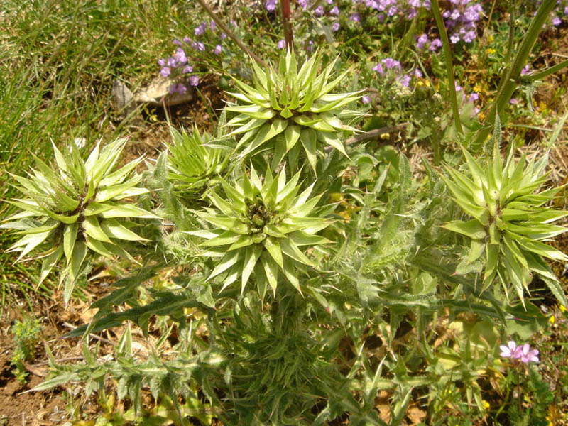 Carduus nutans (musk thistle)