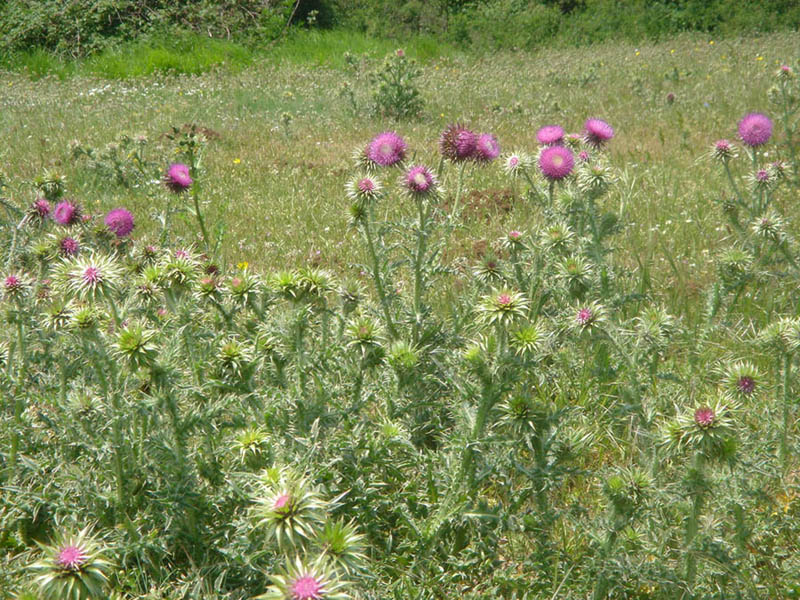 Carduus nutans (musk thistle)