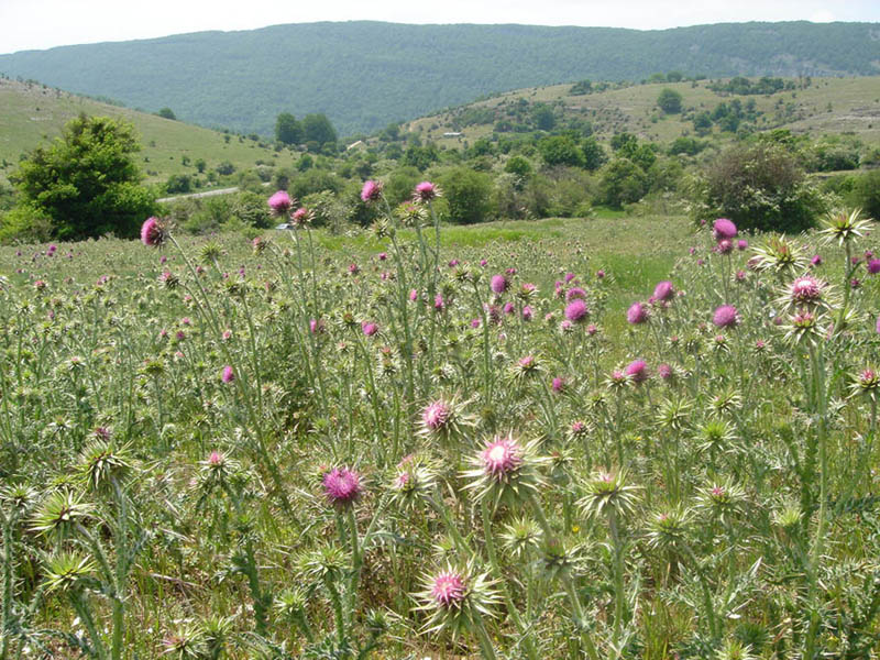 Carduus nutans (musk thistle)