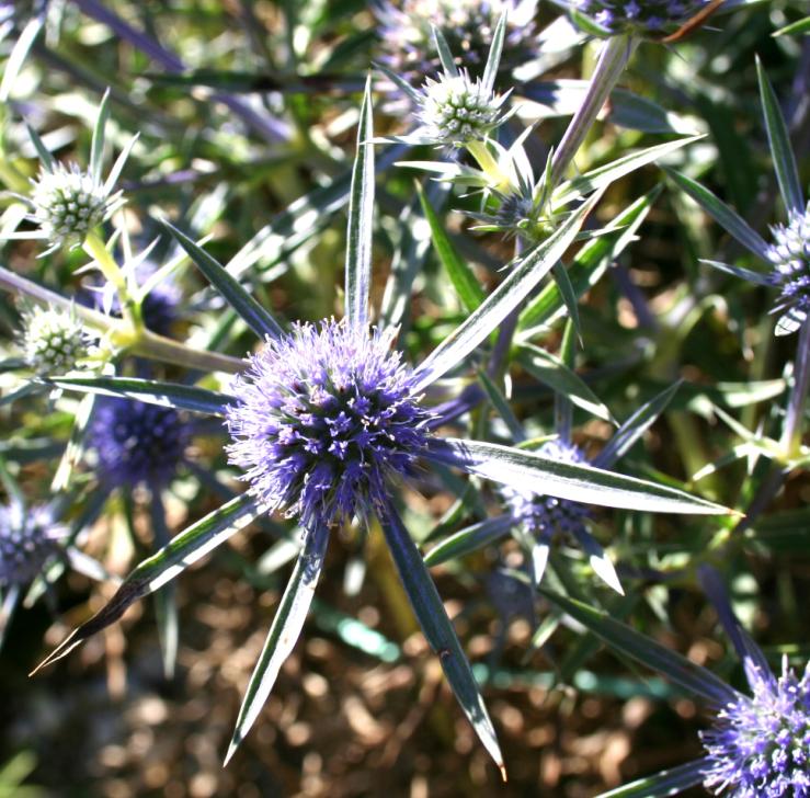 Eryngium amethystinum (Amethyst Sea Holly) (alternate view 8)