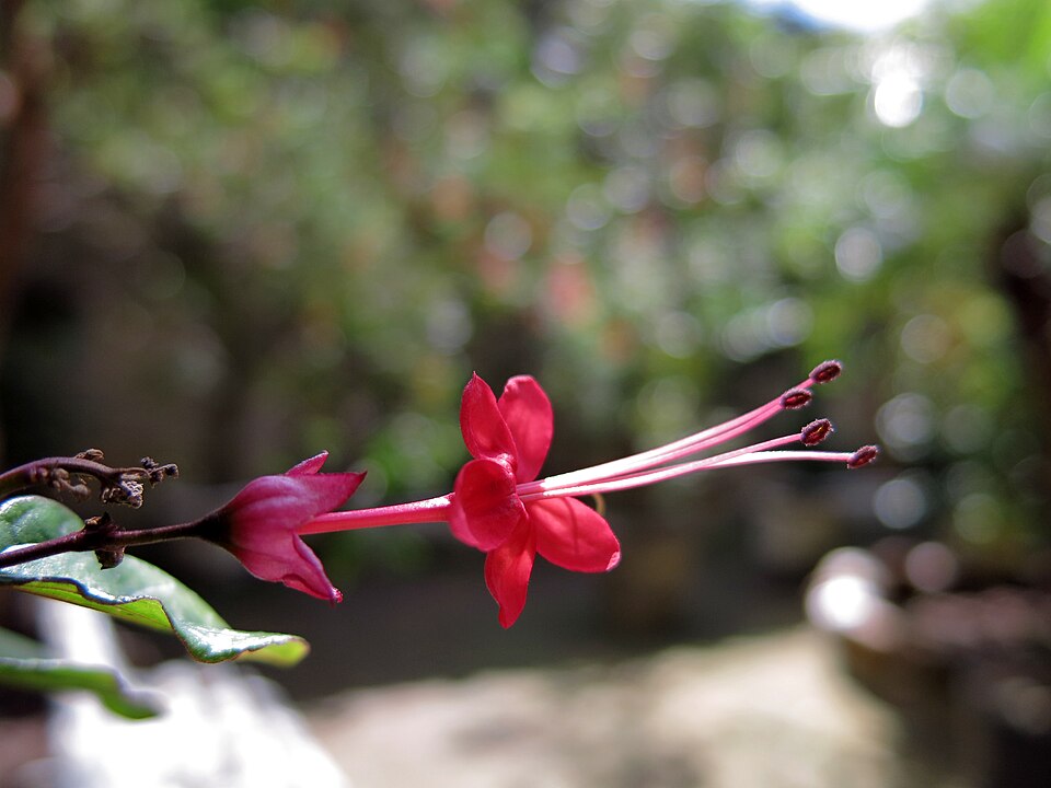 Clerodendrum (Glorybowers) (alternate view 3)
