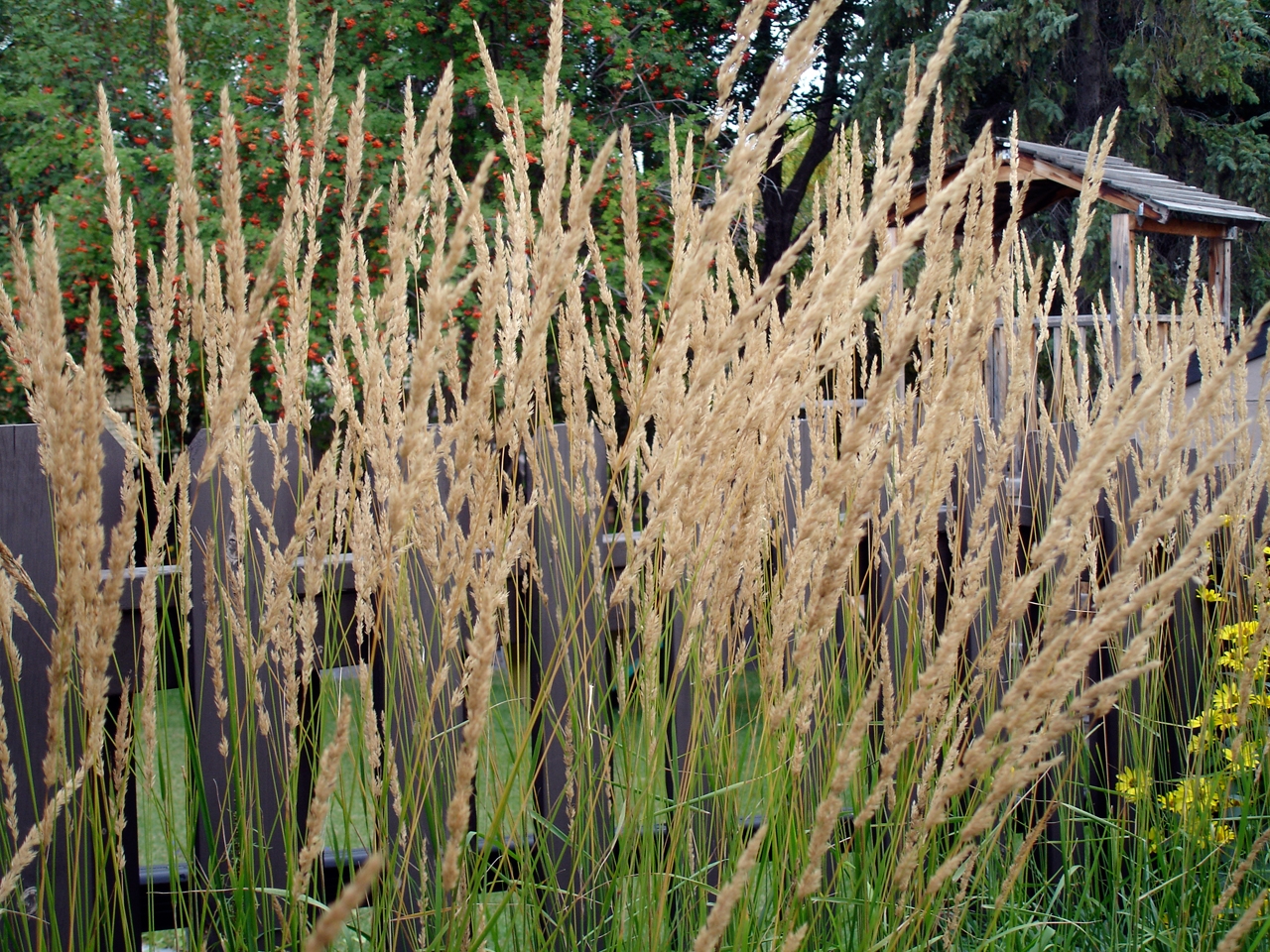 Calamagrostis acutiflora, Feather reed grass — clumping deciduous (Poaceae) (image 2 of 10)