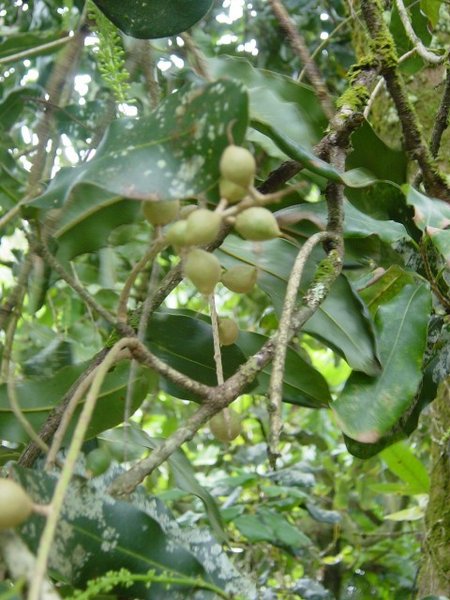 Macadamia integrifolia (Macadamia Nut) (alternate view 8)