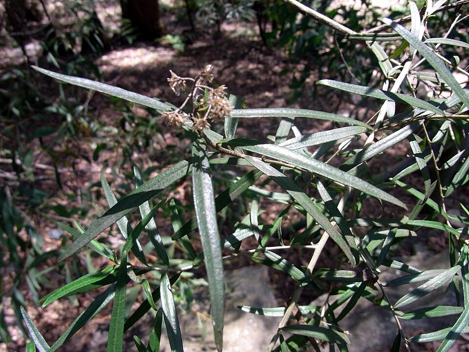 Pittosporum bicolor (Banyalla) (alternate view 6)