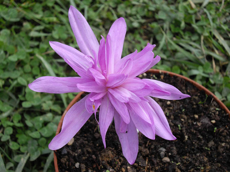 Colchicum 'Waterlily' (Waterlily Autumn Crocus) (alternate view 4)