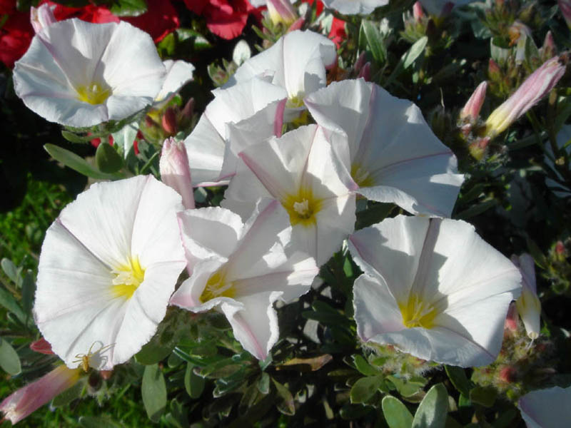 Convolvulus cneorum, Silverbush — mounding evergreen (Convolvulaceae) (image 3 of 10)