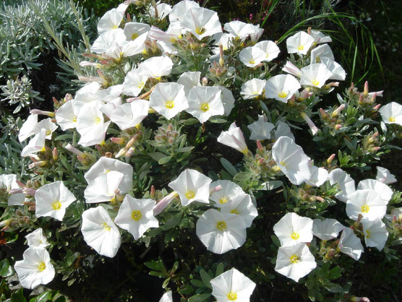 Convolvulus cneorum, Silverbush — mounding evergreen (Convolvulaceae) (image 4 of 10)