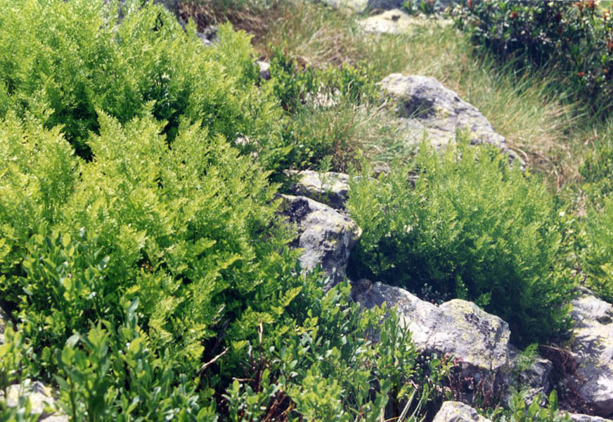 Cryptogramma crispa (parsley fern)