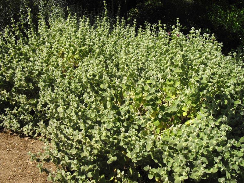 Pseudodictamnus mediterraneus (alternate view 9)
