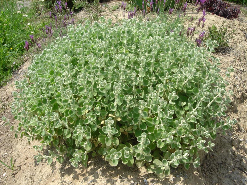 Pseudodictamnus mediterraneus (alternate view 10)