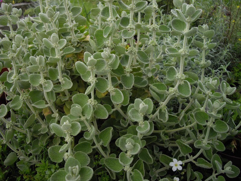 Pseudodictamnus mediterraneus (alternate view 11)