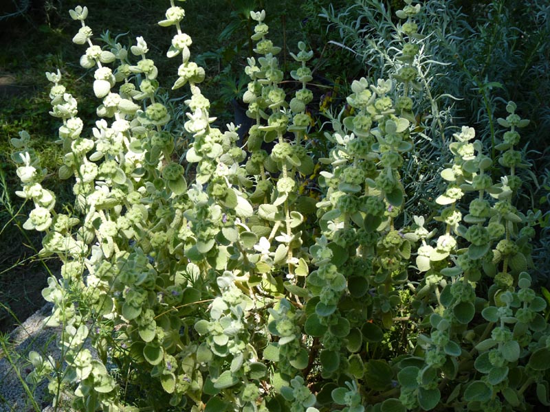Pseudodictamnus mediterraneus (alternate view 12)