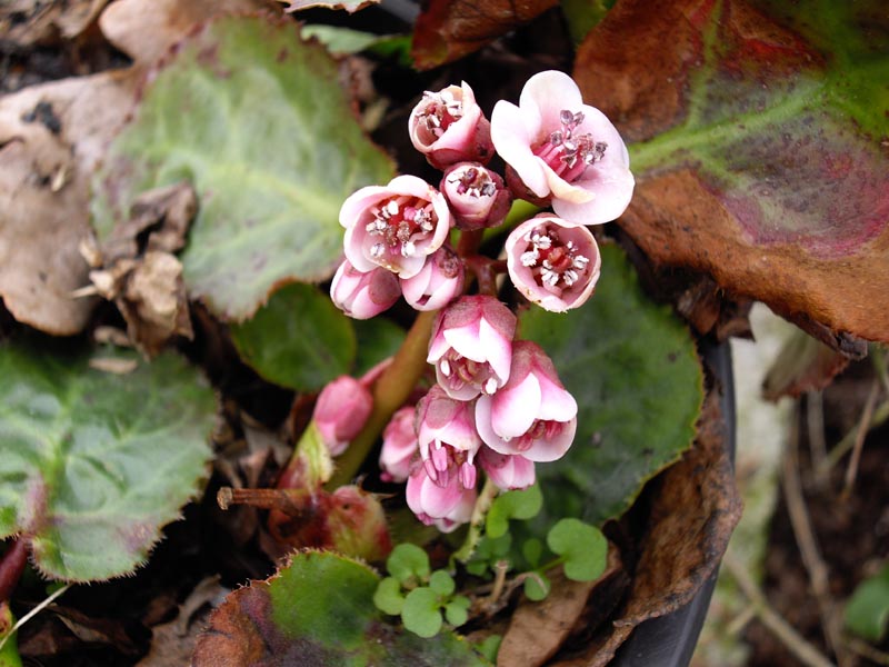 Bergenia ciliata (Frilly Bergenia) (alternate view 11)