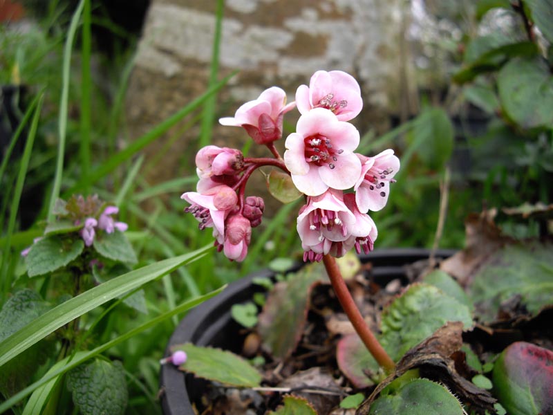 Bergenia ciliata (Frilly Bergenia) (alternate view 12)