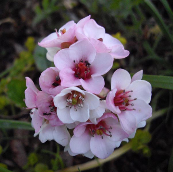Bergenia ciliata (Frilly Bergenia) (alternate view 13)
