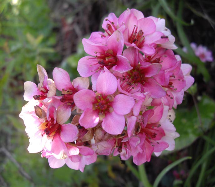 Bergenia ciliata (Frilly Bergenia) (alternate view 14)