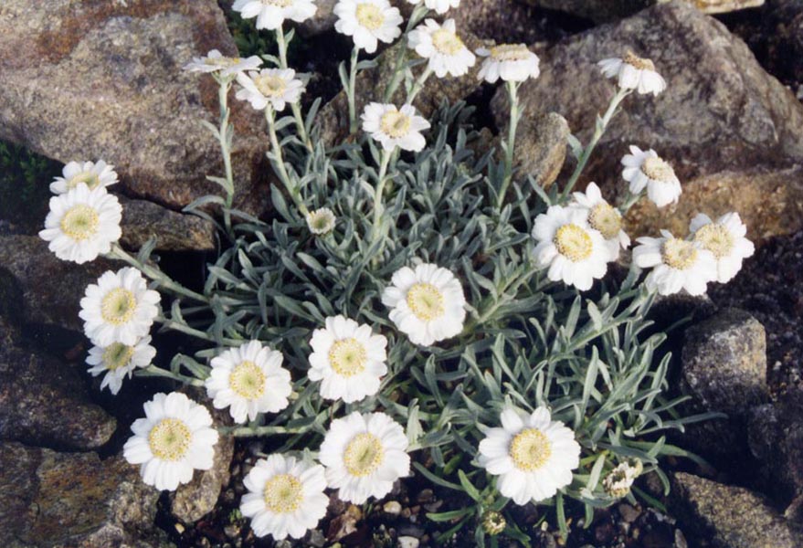 Achillea ageratifolia (Greek Yarrow) (alternate view 8)