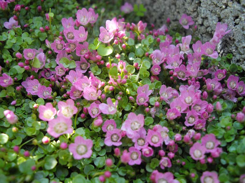 Lysimachia tenella (Bog Pimpernel)