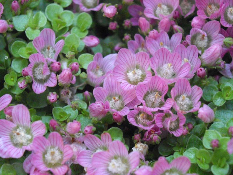 Lysimachia tenella (Bog Pimpernel)