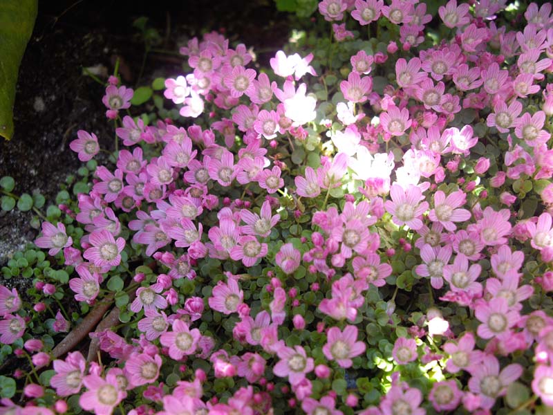 Lysimachia tenella (Bog Pimpernel)
