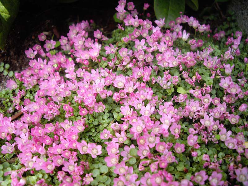 Lysimachia tenella (Bog Pimpernel)