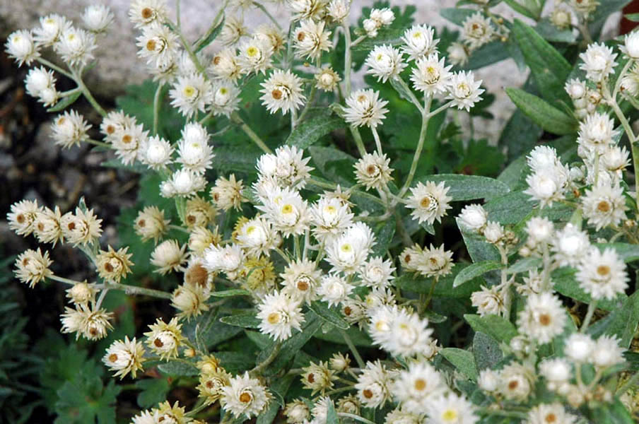 Anaphalis triplinervis (Triple-Veined Pearly Everlasting) (alternate view 8)