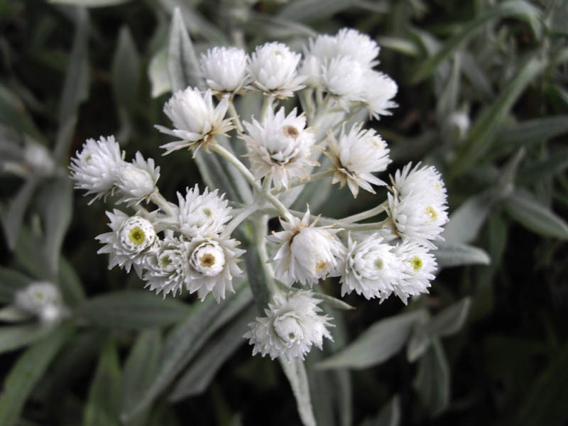 Anaphalis triplinervis (Triple-Veined Pearly Everlasting) (alternate view 9)